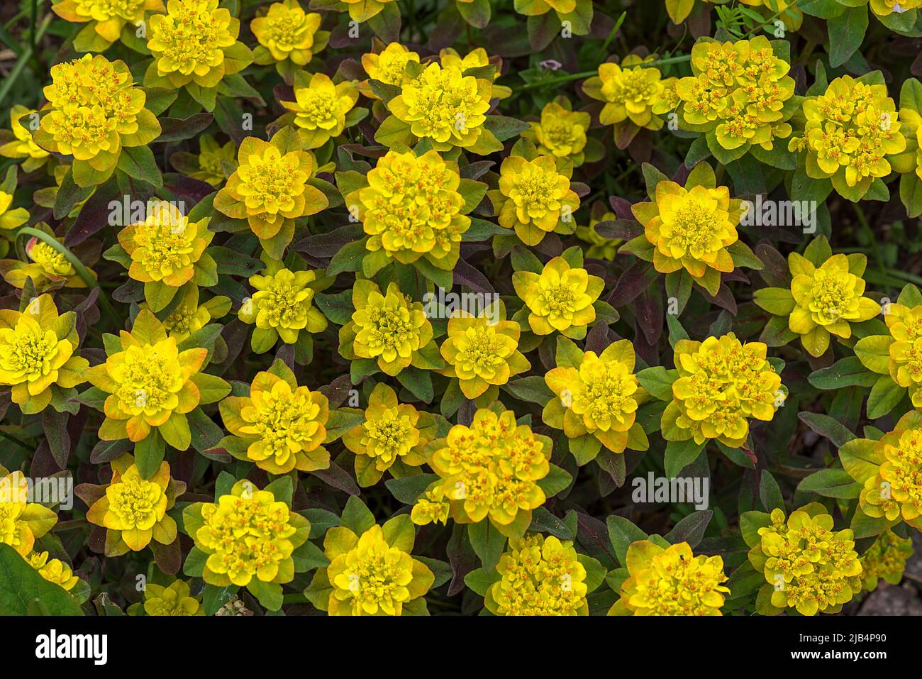 Golden spurge (Euphorbia polychroma), Botanical Garden, Erlangen, Central Franconia, Bavaria, Germany Stock Photo