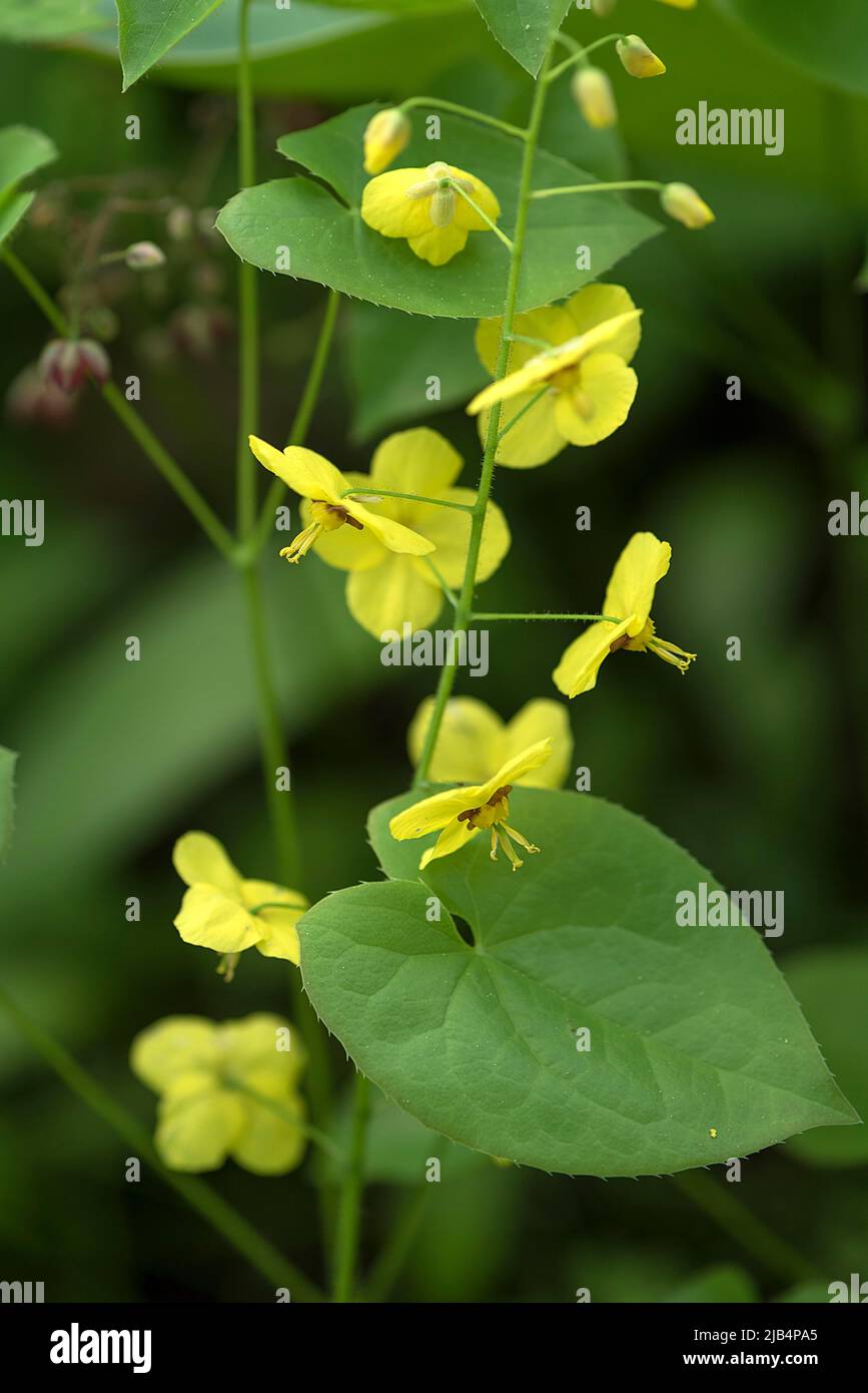 Flowers of the Feathered Elfflower (Epimedium pinnatum), Botanical
