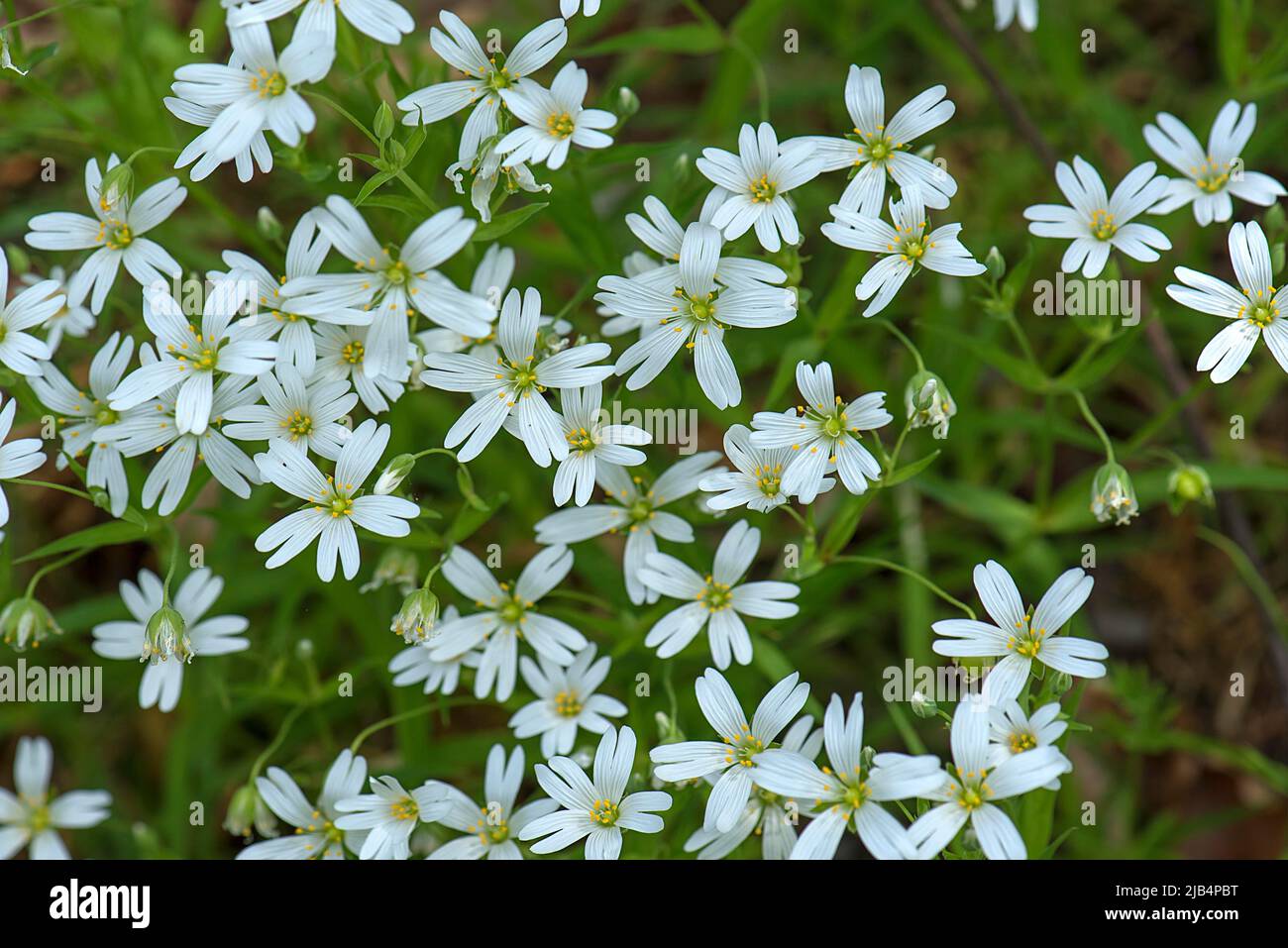 Flowering greater stitchwort (Stellaria holostea), Bavaria, Germany ...