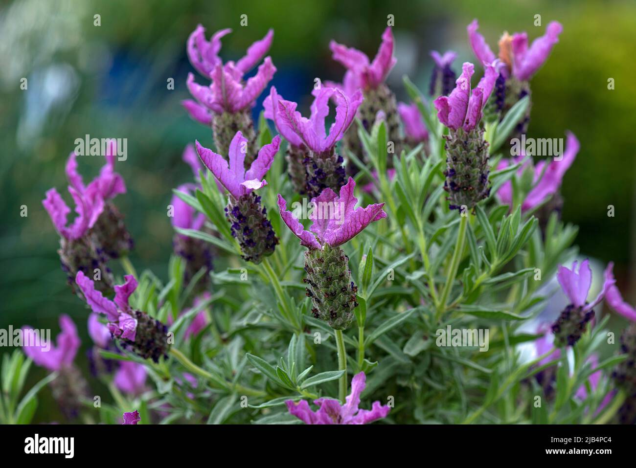 Crested lavender (Lavandula stoechas), Botanical Garden, Erlangen, Middle Franconia, Bavaria, Germany Stock Photo
