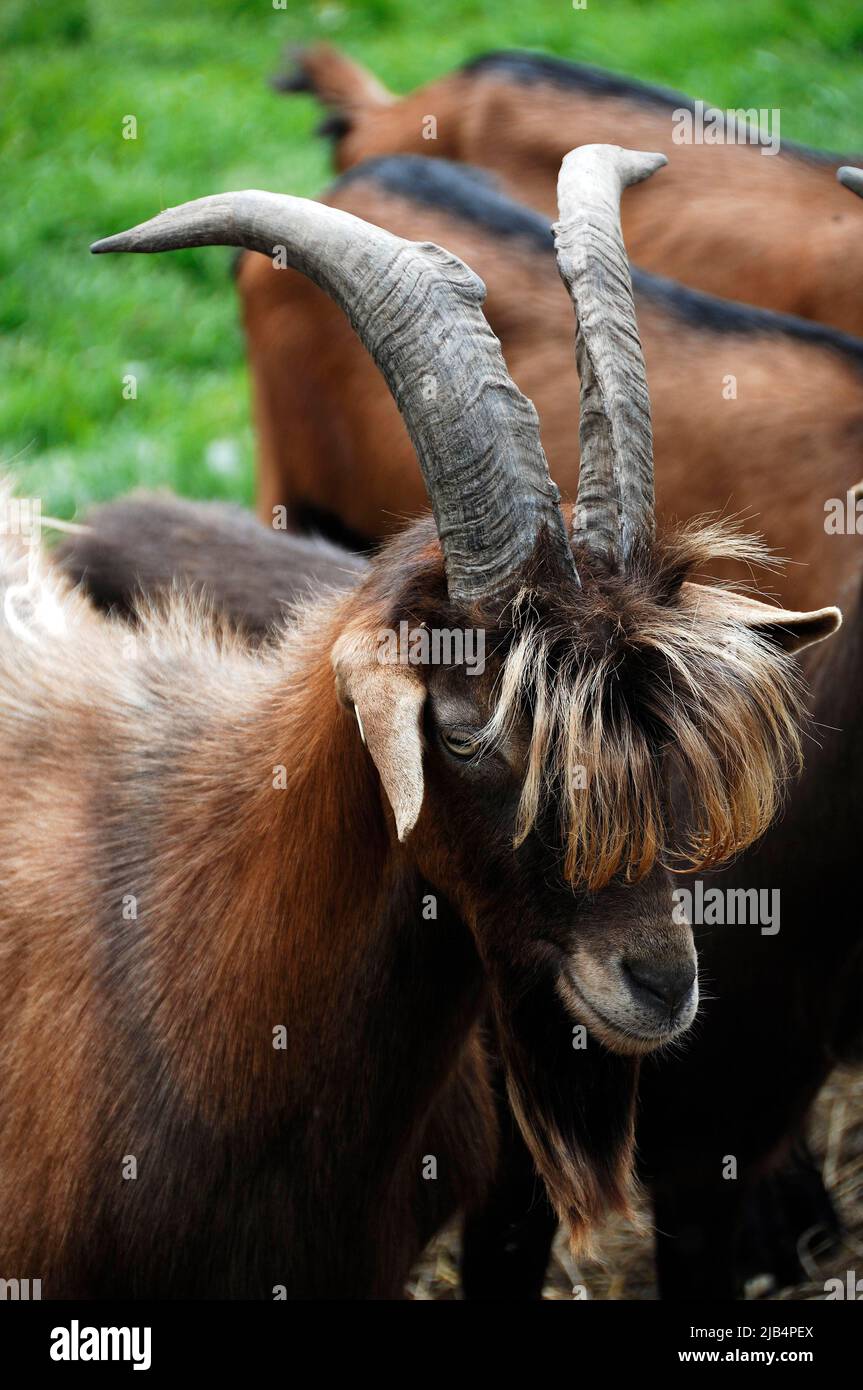 Billy goat, Thuringian goat crossed with Bunter Deutscher premium goat, Mecklenburg-Western Pomerania, Germany Stock Photo