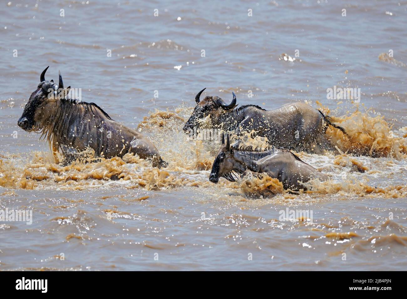 Wildebeest, blue wildebeest (Connochaetes taurinus), white bearded wildebeest, wildebeest migration, great migration, wildebeest crossing the Mara Stock Photo