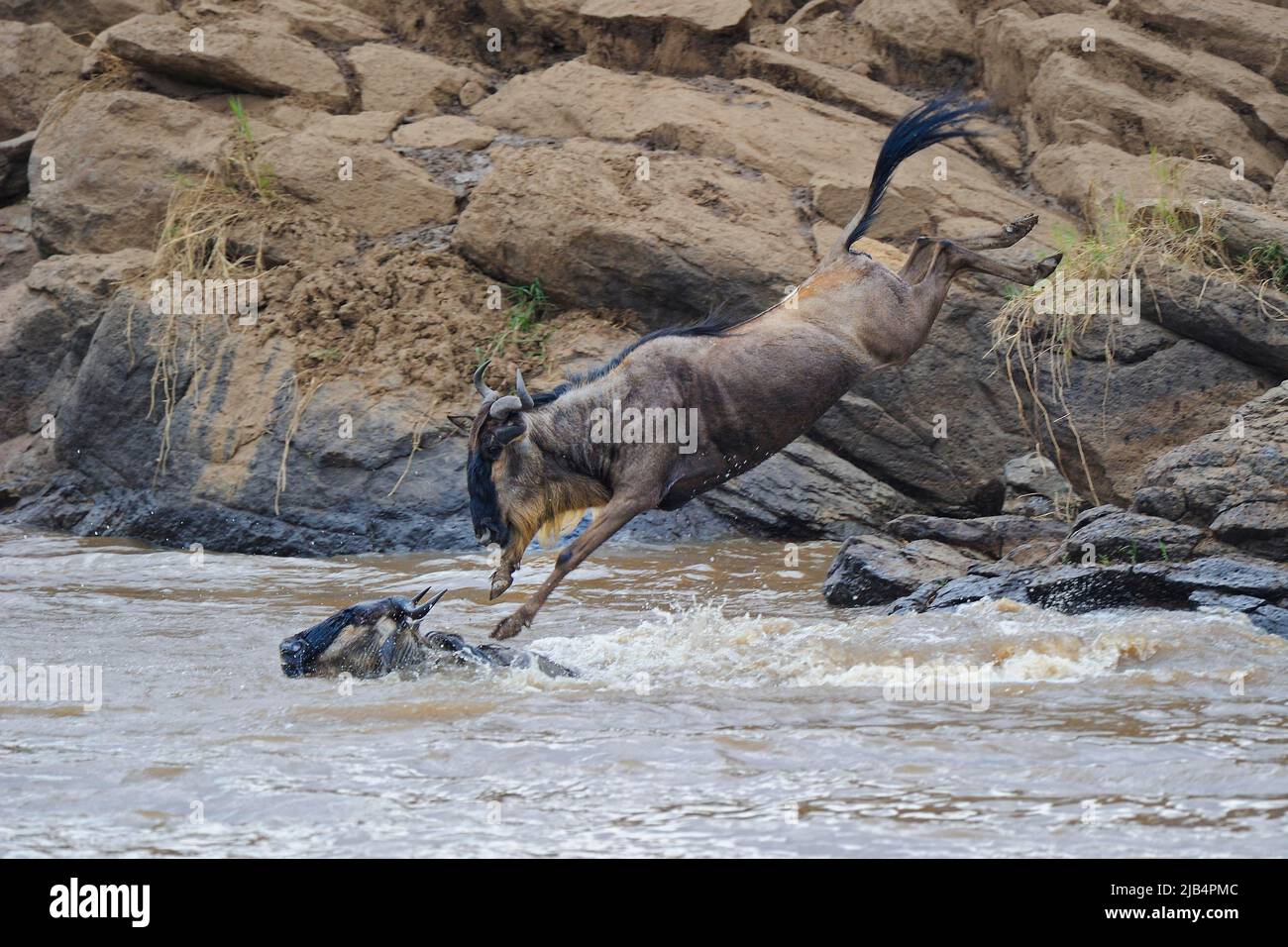 Blue wildebeest (Connochaetes taurinus), white bearded wildebeest, wildebeest jumping in Mara River, wildebeest migration, Masai Mara, Kenya Stock Photo