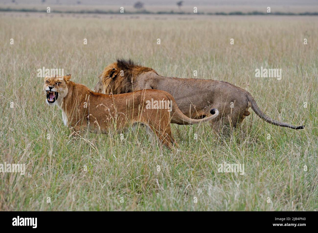 Lion (Panthera leo) pair, Masai Mara, Kenya Stock Photo - Alamy