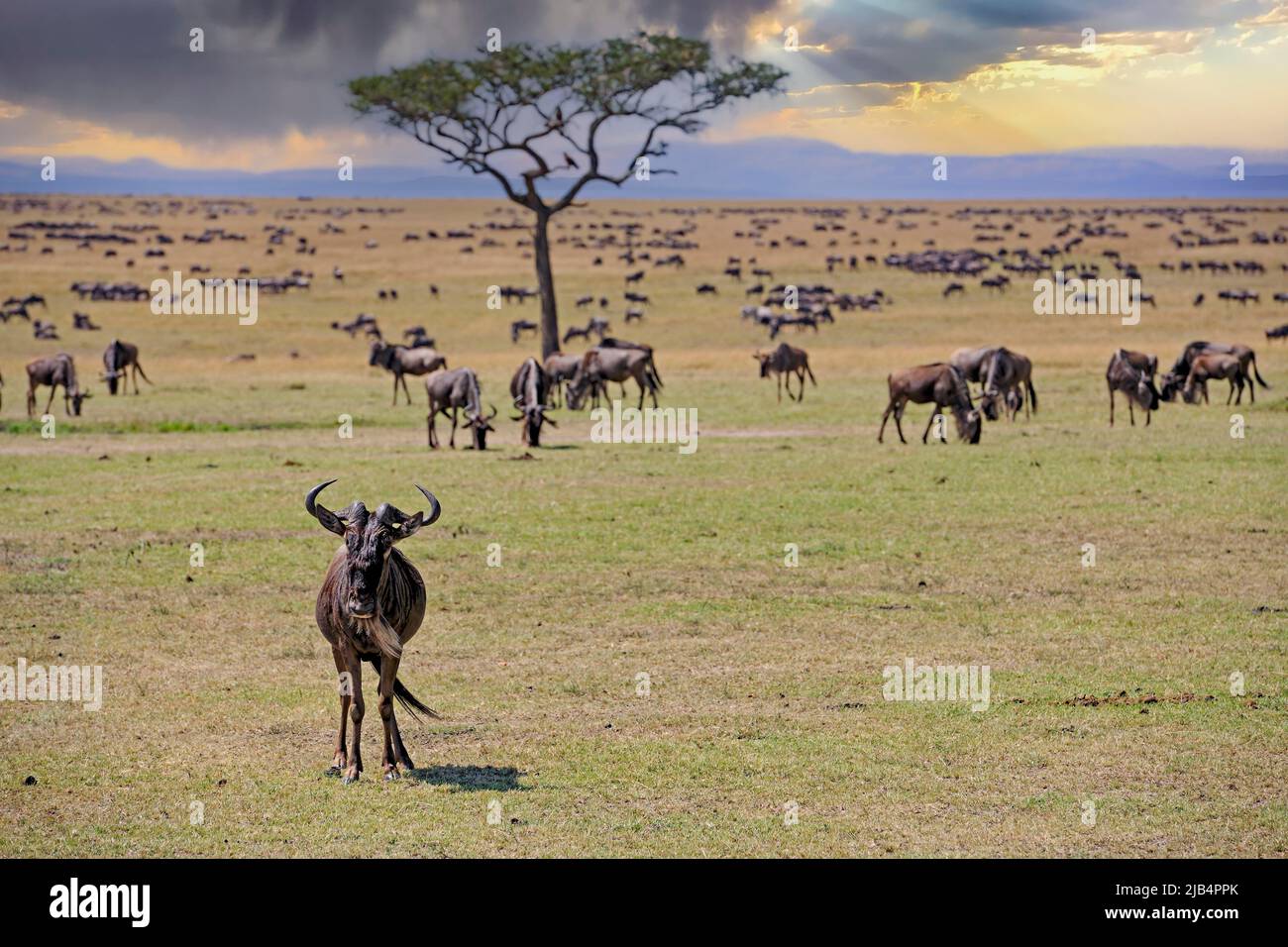 Herd of blue wildebeest (Connochaetes taurinus), wildebeest on the move, great migration, through the Masai Mara, Kenya Stock Photo