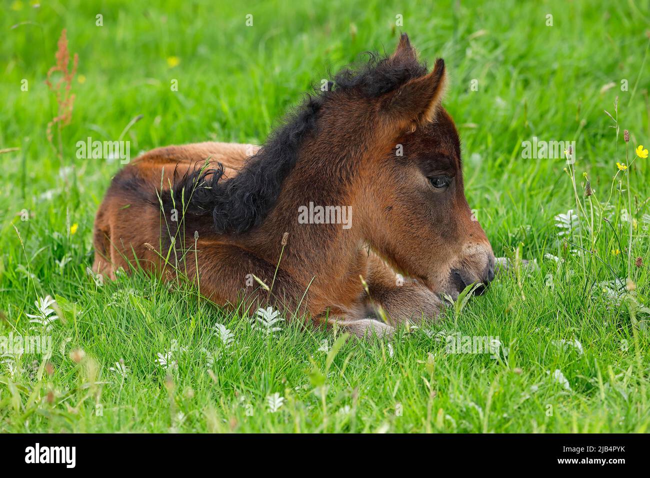 Young Icelandic horse (Equus islandicus), few hours old brown foal resting in a meadow, filly, female, animal child, Schlesig-Holstein, Germany Stock Photo