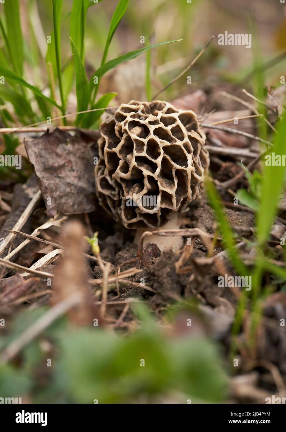 Grey edible morel (Morchella vulgaris Stock Photo Alamy