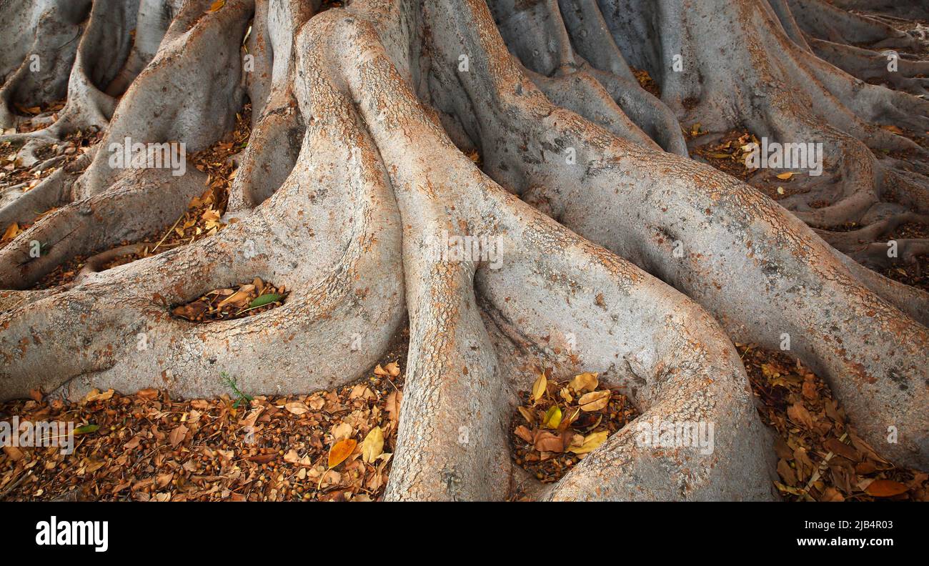 Rootwork of an old tree, Cadiz, Andalusia, Spain Stock Photo