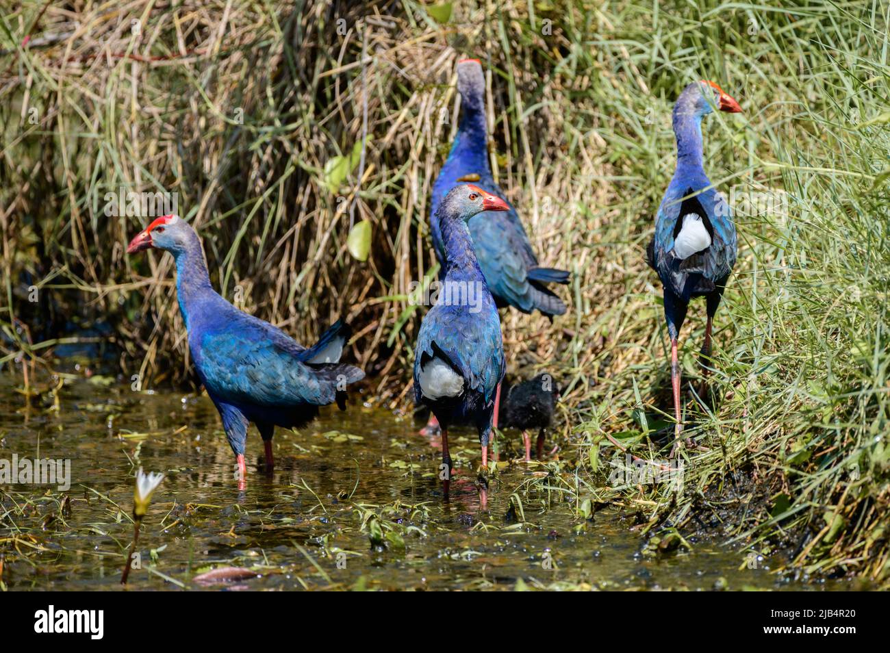 Protecting Swmps Group of four adult grey-headed swamphens protecting little chicks in ...