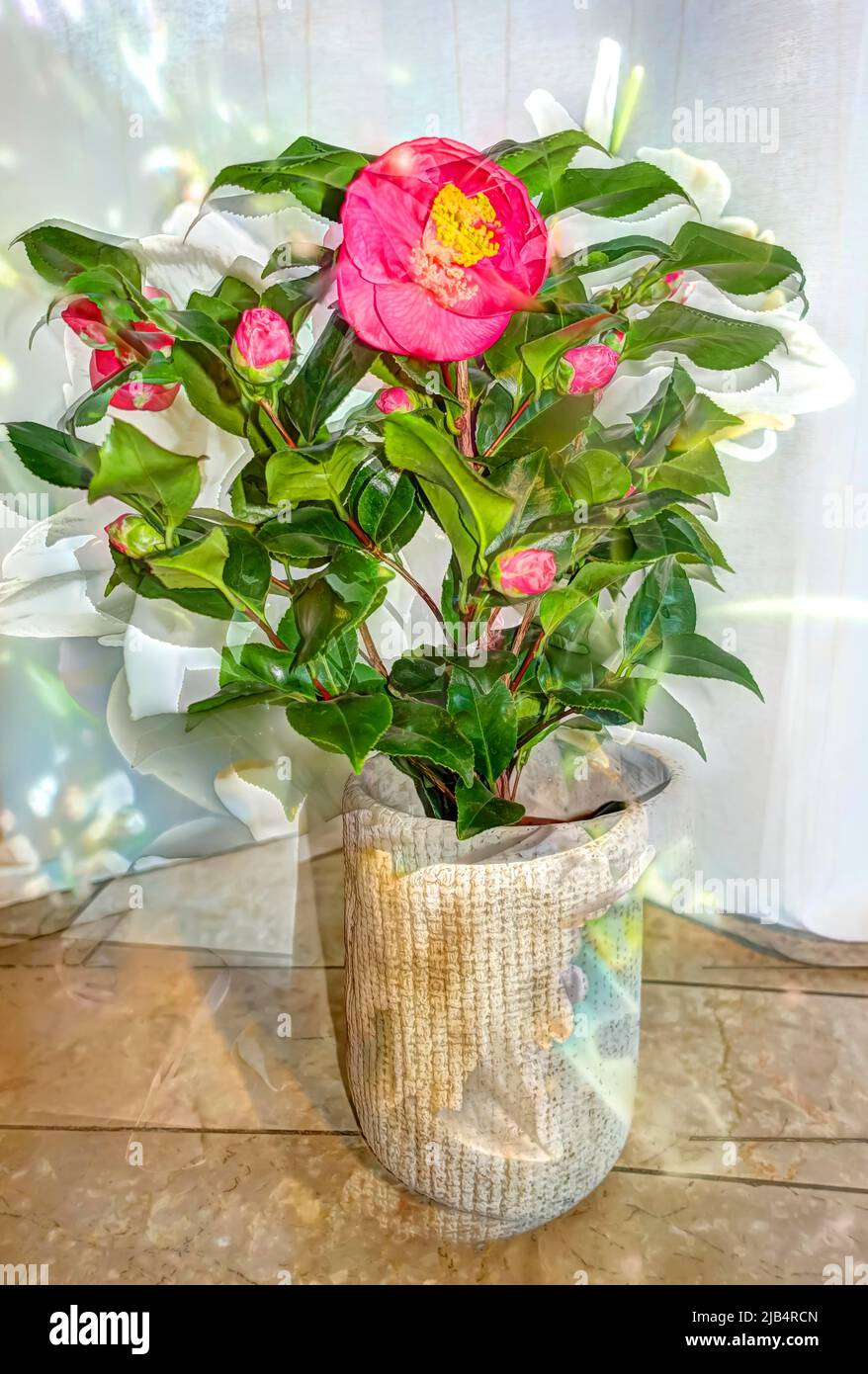 Flowers creative, artistic shot, camellias (Camellia) camellias, red flowers alienated, plants, fragrant, planter, plant pot, Germany Stock Photo