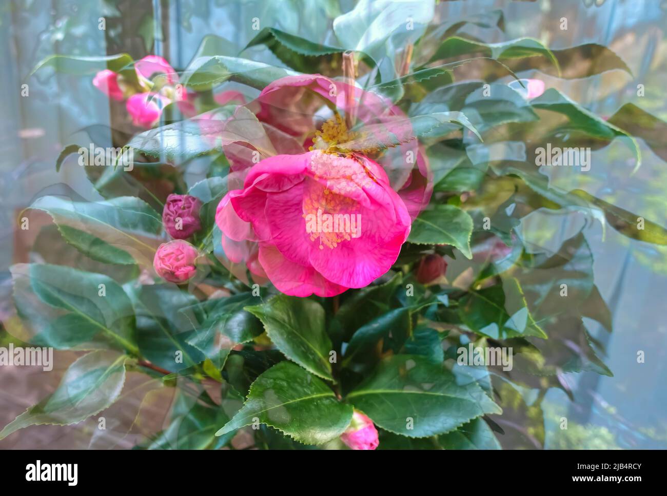 Flowers creative, artistic shot, camellias (Camellia) camellias, red flowers alienated, plants, fragrant, Germany Stock Photo