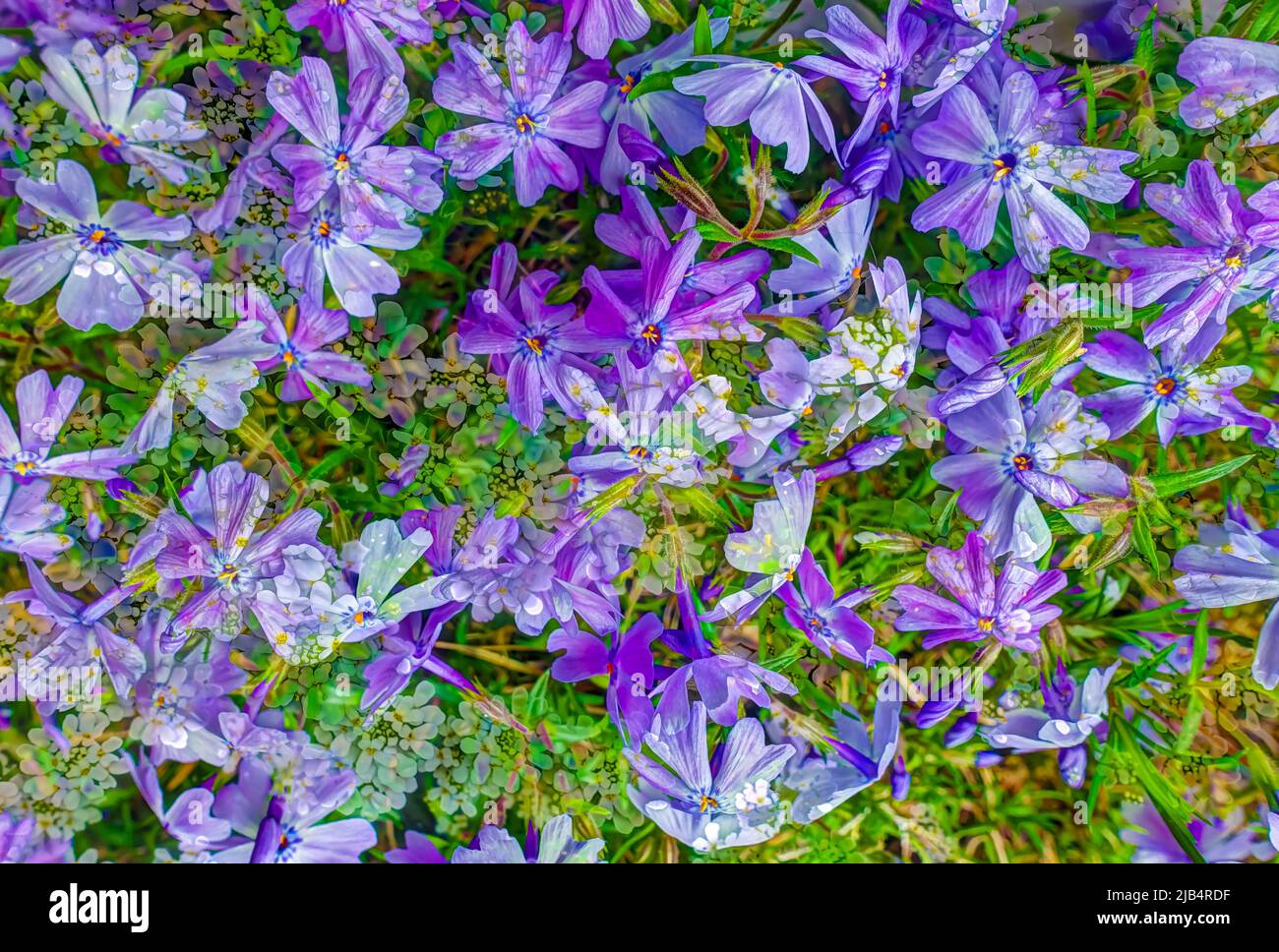 Flowers creative, artistic shot, creeping phlox (Phlox subulata