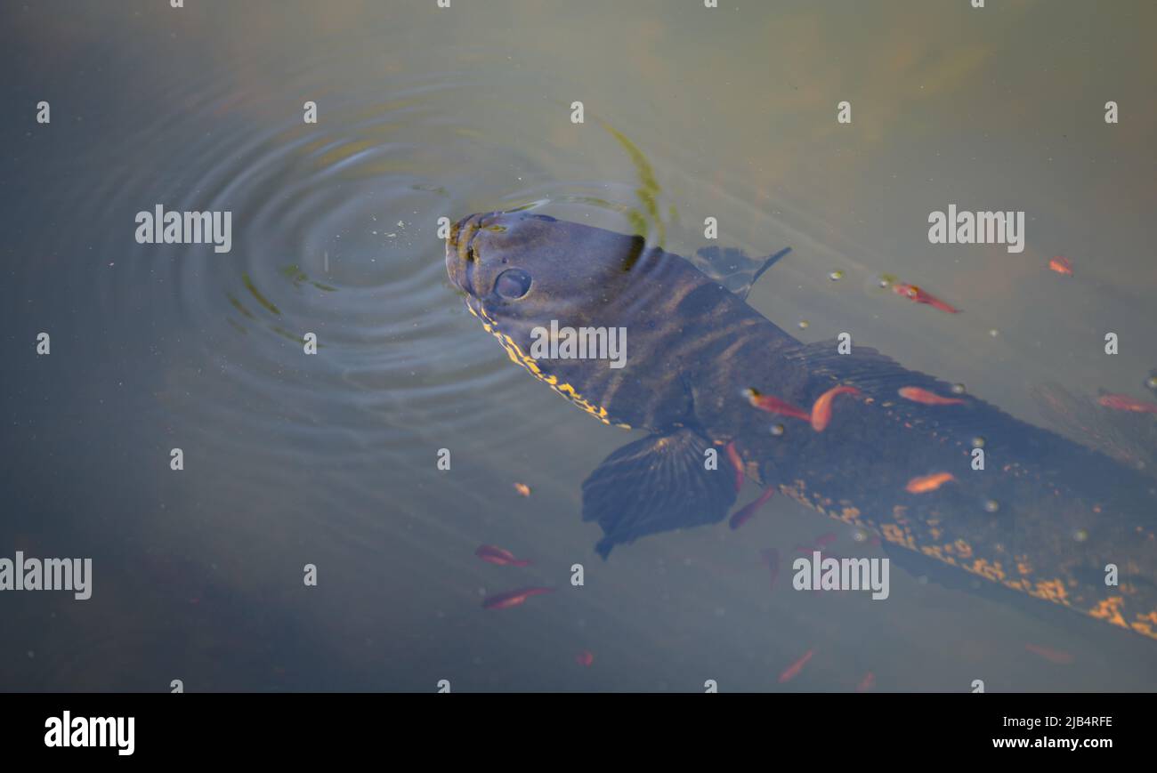 Snakehead Murrel fish and its babies swim close by, overhead shot from above the water surface. Mother fish come to the water surface to breathe air. Stock Photo