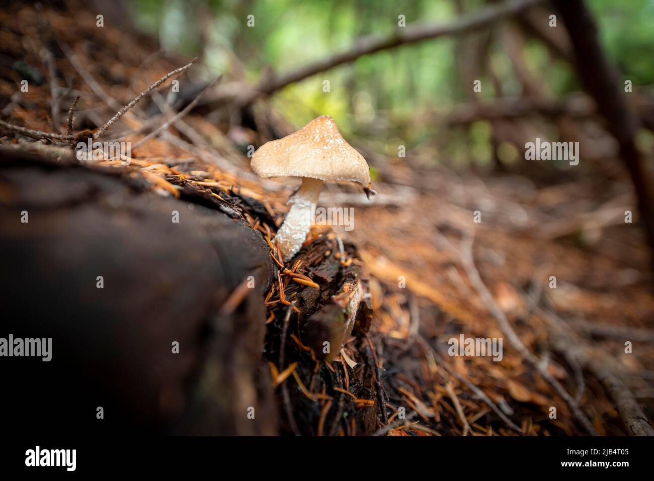 Roof fungus (Pluteus), grows on a fallen tree trunk, on forest floor, Canada Stock Photo
