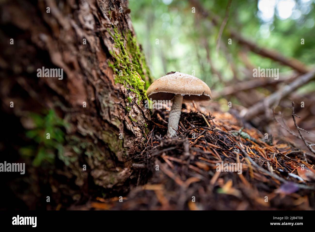Roof fungi (Pluteus), on forest floor, Canada Stock Photo