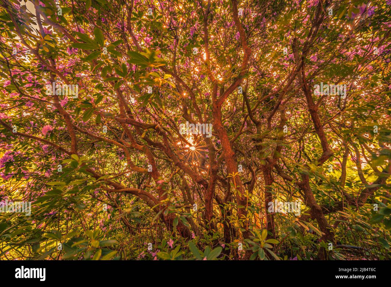 Rhododendron Blue Star Stock Photo - Alamy