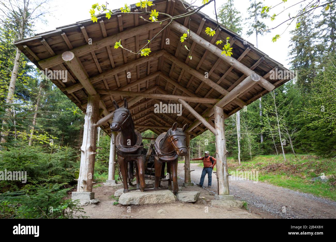 Wooden sculpture, hiker in front of the wooden cart on the Moorwald adventure trail, Bad Leonfelden, Muehlviertel region, Upper Austria, Austria Stock Photo