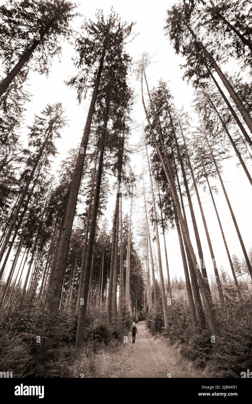 Sepia colours, hiker on the path through the Moorwald adventure trail, Bad Leonfelden, Muehlviertel region, Upper Austria, Austria Stock Photo