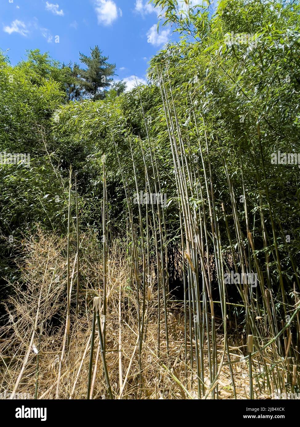 Bamboo (Fargesia) planted in European mixed forest, Kirchhellen, Bottrop, North Rhine-Westphalia, Germany Stock Photo