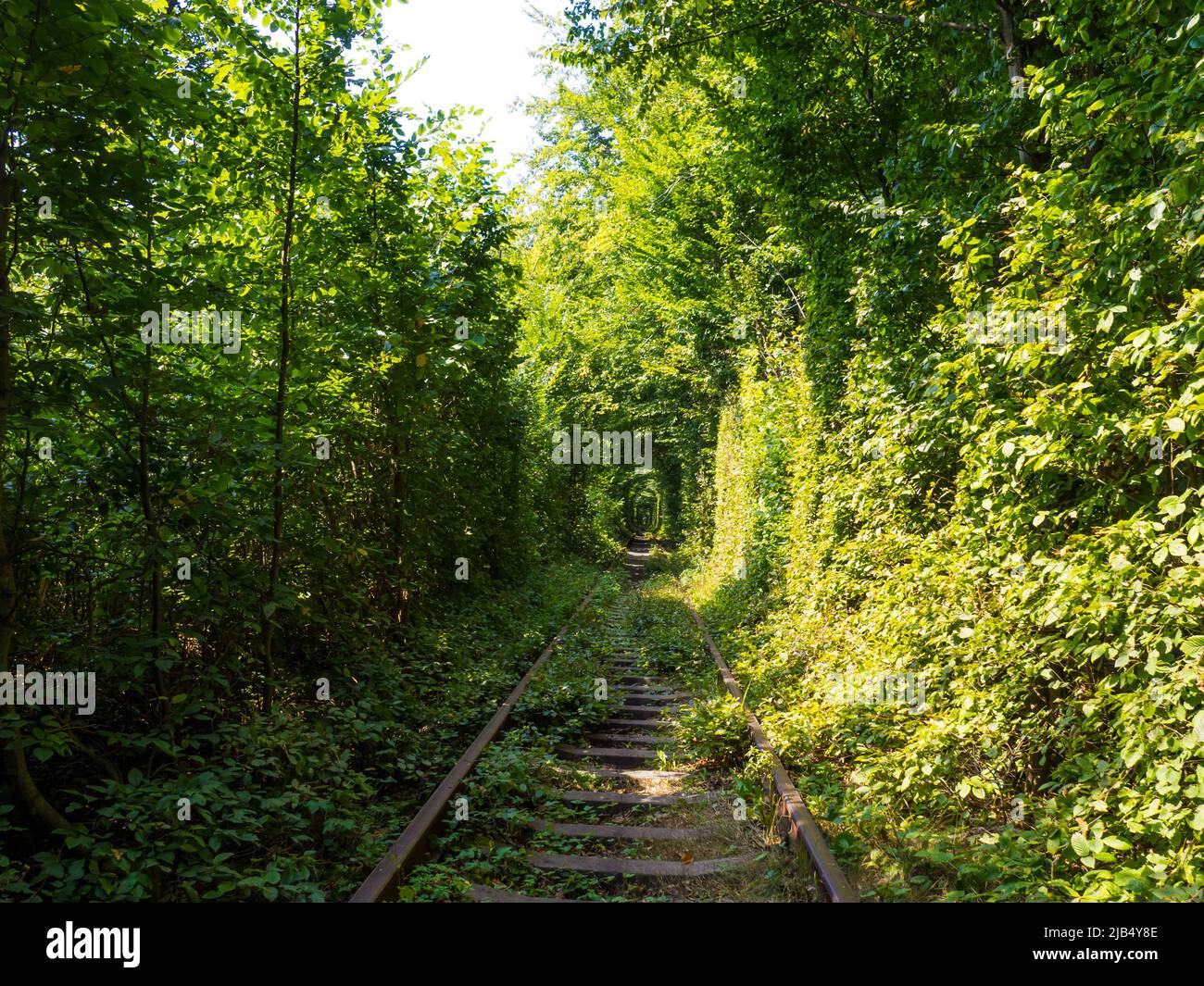 Scenic railway in the summer forest. Tunnel of love in Klevan, Ukraine Stock Photo