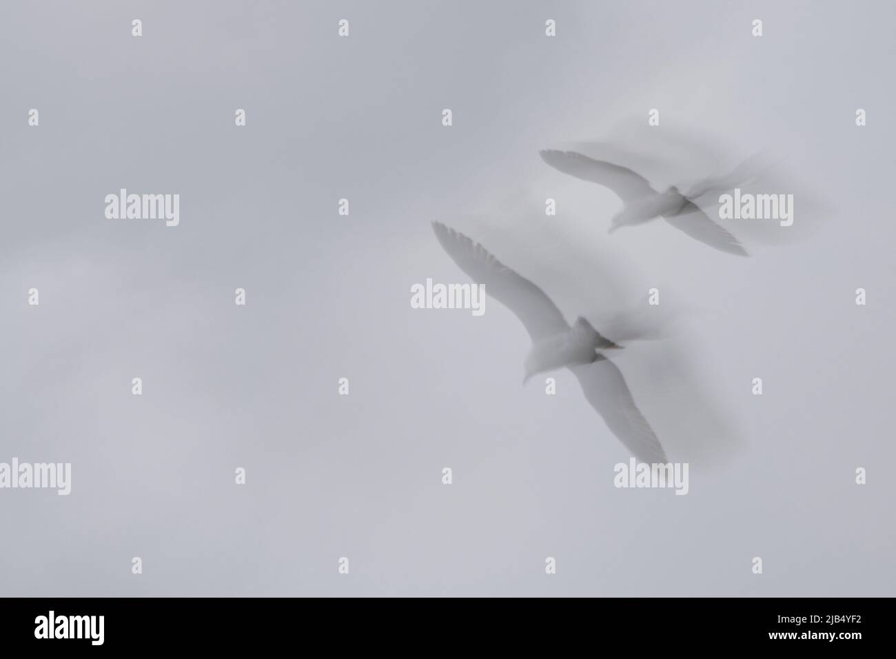 Two seagulls flying and their shadows in black and white Stock Photo