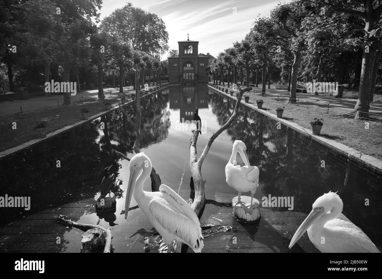 Great white pelicans (Pelecanus onocrotalus), plumage care, in front of Damascene Hall in Moorish style, infrared image, Wiilhelma Stock Photo