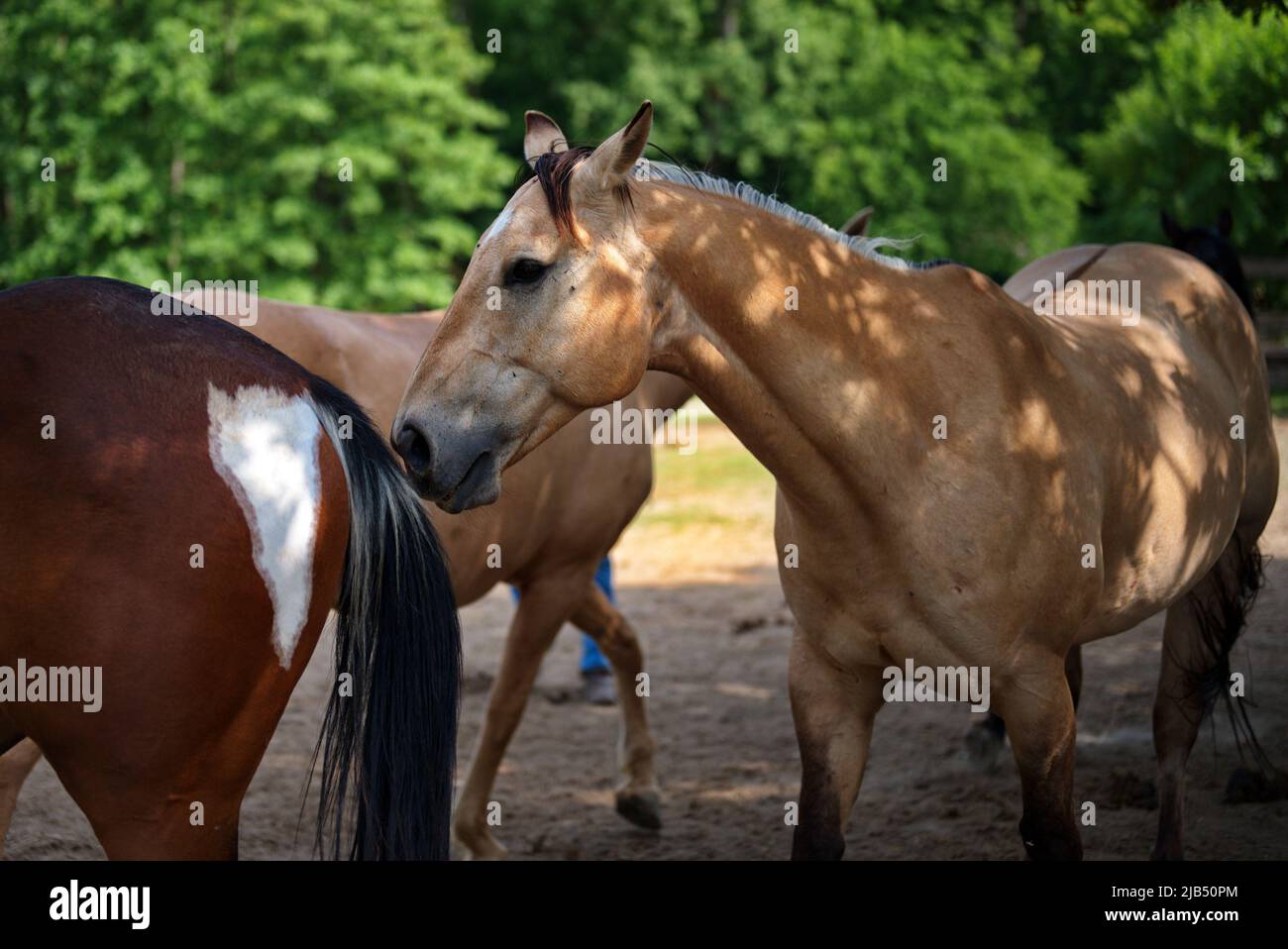 Group of horses on the ranch Stock Photo