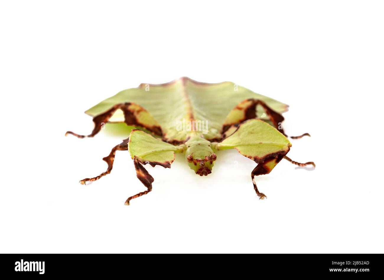 stick insect in front of white background Stock Photo
