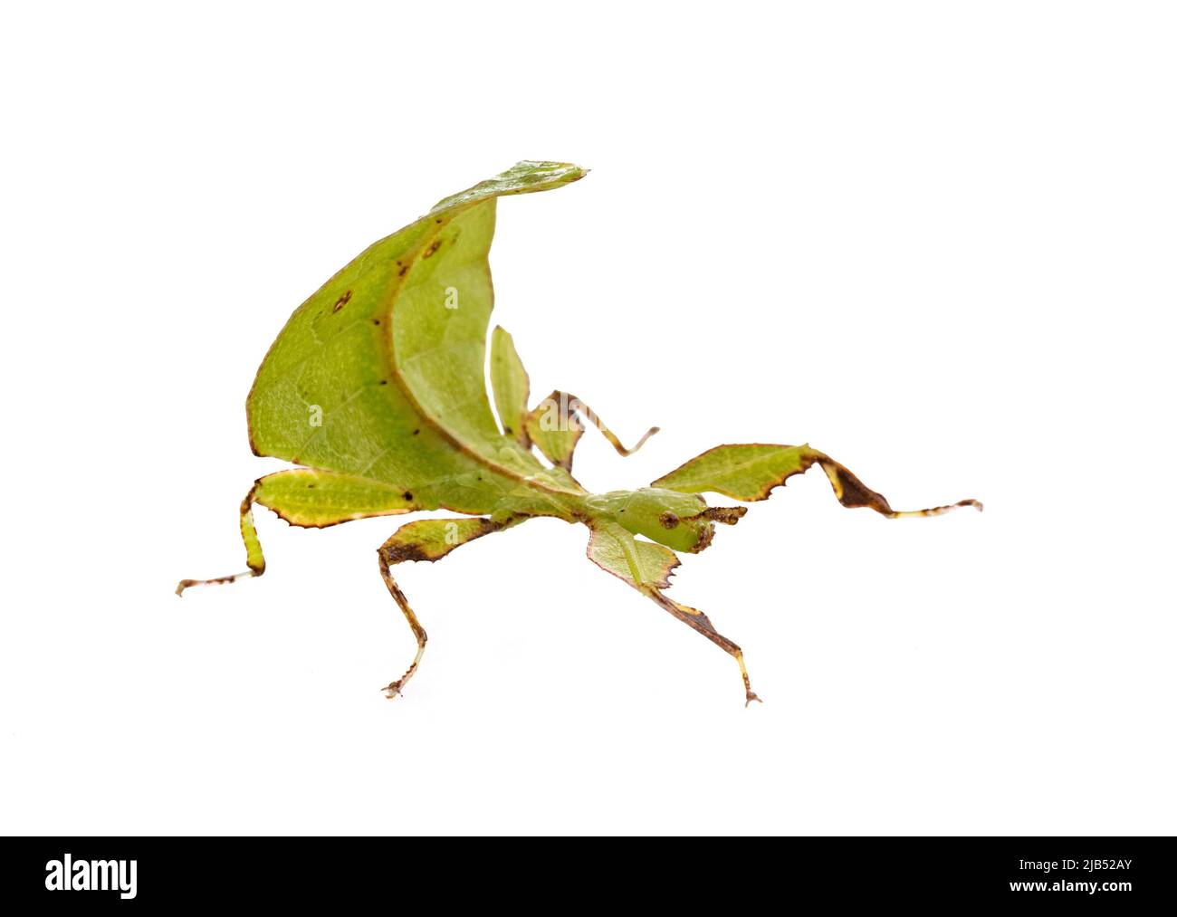 stick insect in front of white background Stock Photo - Alamy