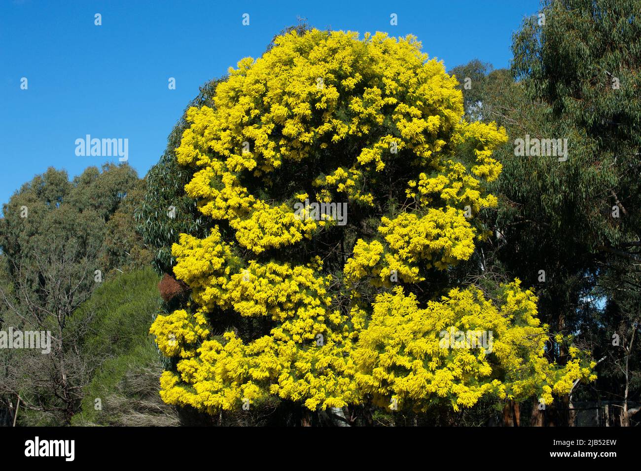 A Silver Wattle tree (Acacia Dealbata) in full bloom, heralds the start of Spring at Jells Park in Glen Waverley, Victoria, Australia. Stock Photo