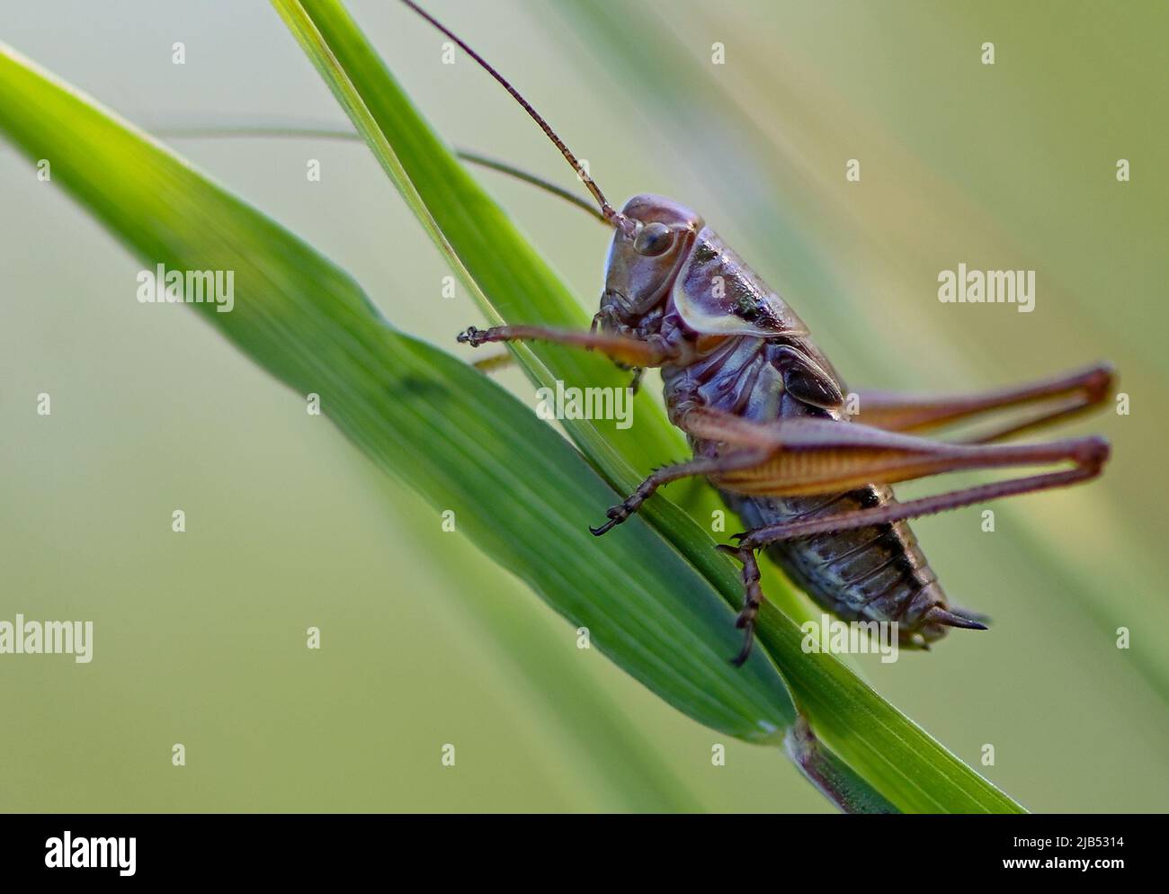 Sieversdorf, Germany. 02nd June, 2022. This grasshopper, only about one centimeter in size, can be seen in a meadow late in the evening at sunset. People in Berlin and Brandenburg can prepare for a mostly friendly Whitsun weekend. In addition to lots of sun, however, there will also be showers and thunderstorms, according to the German Weather Service (DWD) in Potsdam. Credit: Patrick Pleul/dpa/Alamy Live News Stock Photo