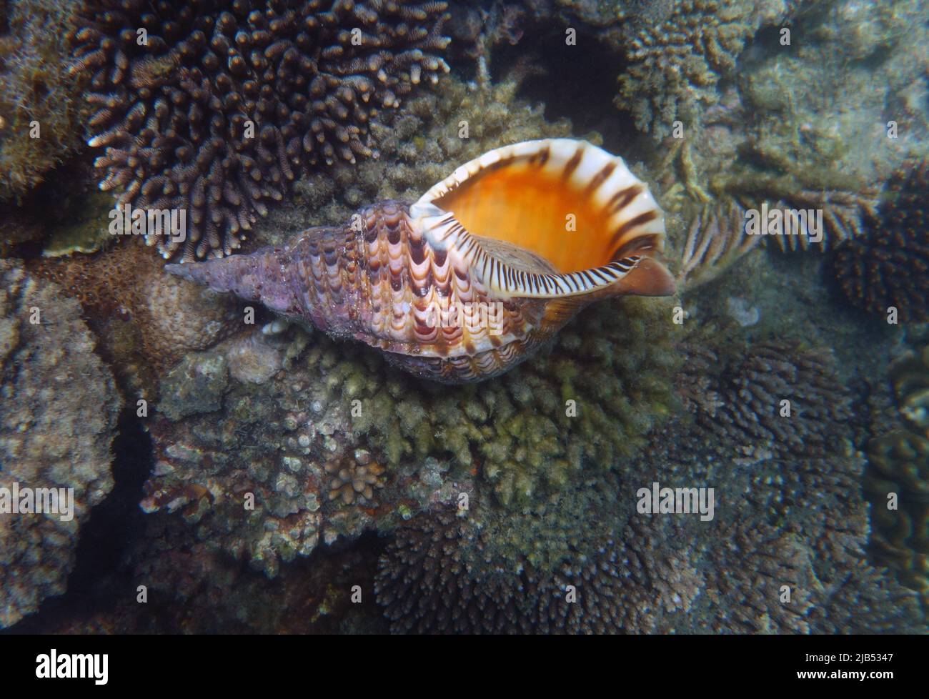 Live triton shell (Charonia tritonis) underwater at Fitzroy Island, Great Barrier Reef, Queensland, Australia Stock Photo
