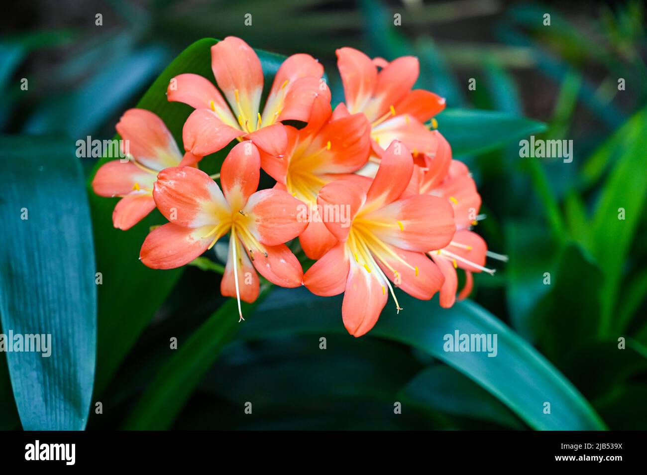 Clivia miniata orange flower. Clivia miniata, the Natal lily or bush lily or kaffir lily, is a species of flowering plant in the genus Clivia Stock Photo