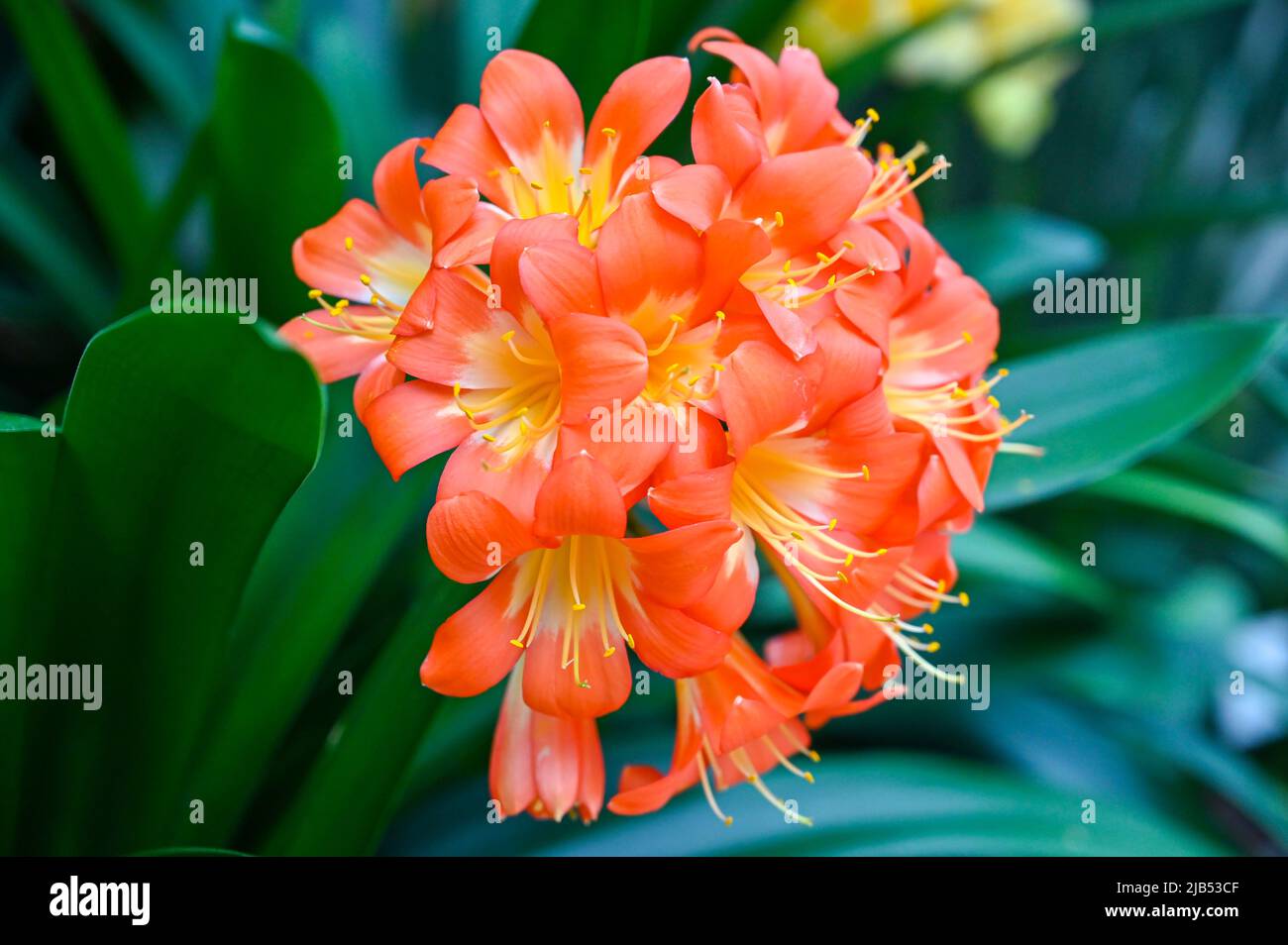 Clivia miniata orange flower. Clivia miniata, the Natal lily or bush lily or kaffir lily, is a species of flowering plant in the genus Clivia Stock Photo