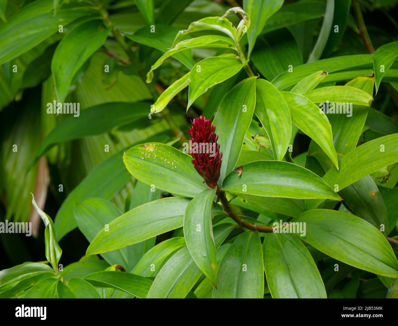 Costus woodsonii (Red Button Ginger) with exotic torpedo-shaped blooms Stock Photo