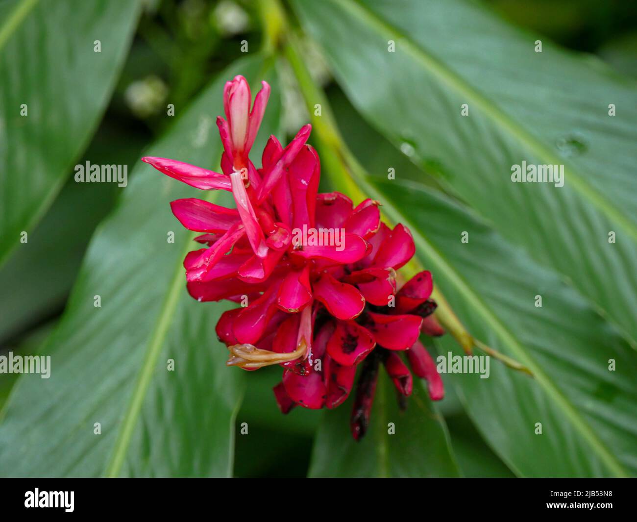 Costus woodsonii (Red Button Ginger) with exotic torpedo-shaped blooms Stock Photo