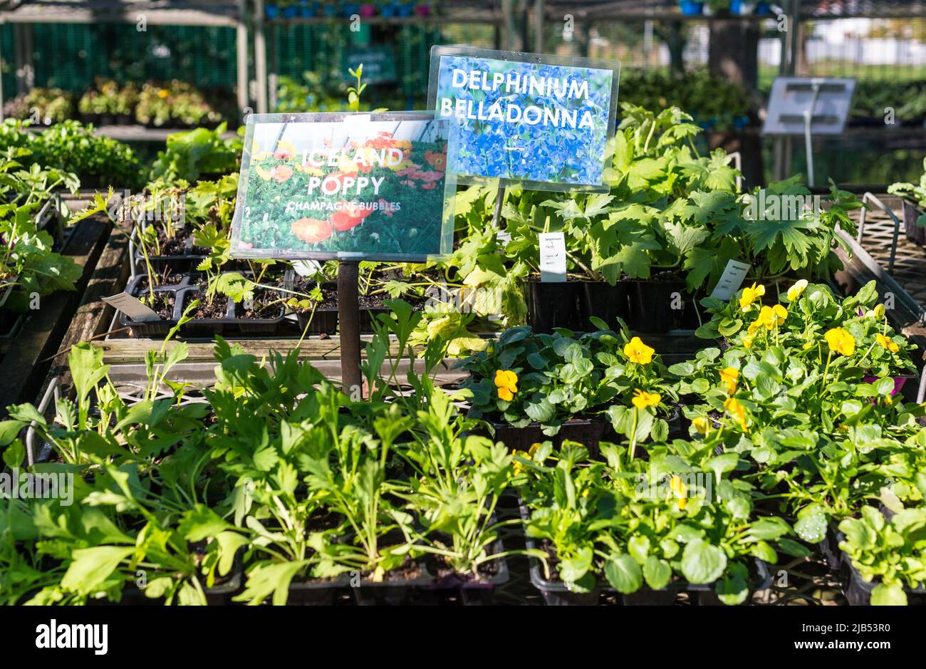 plant seedlings in or tubs displayed on a table in a nursery or