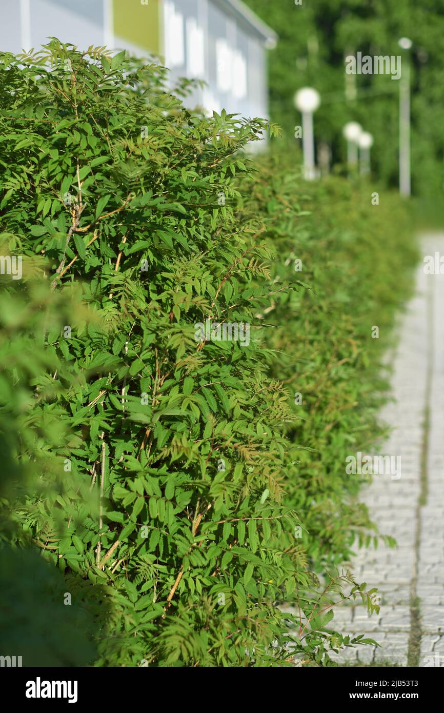Trimmed bushes along the building. Gardening and plant care. green