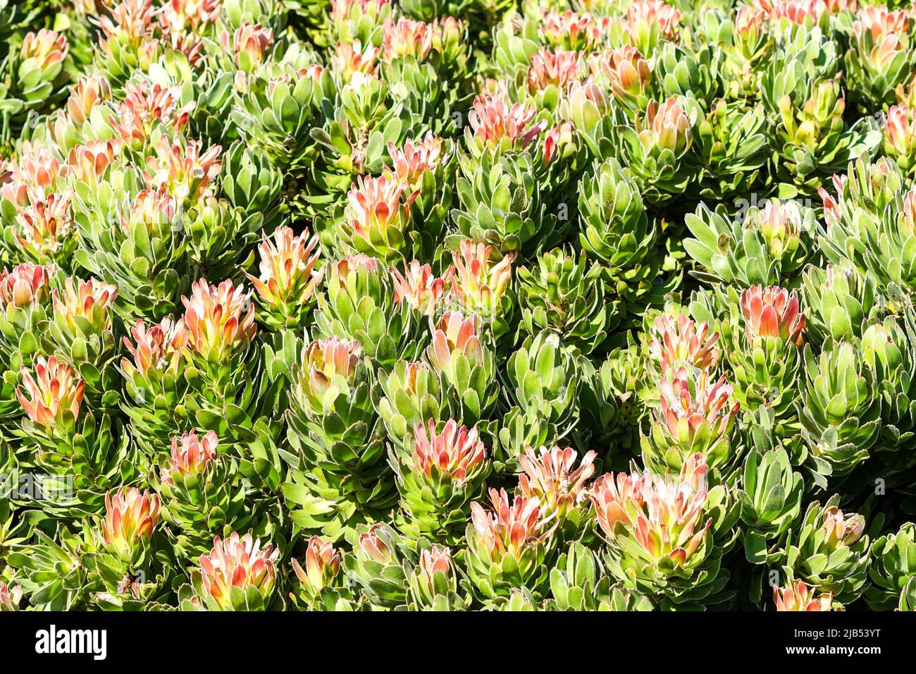 closeup of a protea bush in Winter showing green leaves, red petals on flowers in the wild of Western Cape, South Africa, abstract nature background Stock Photo