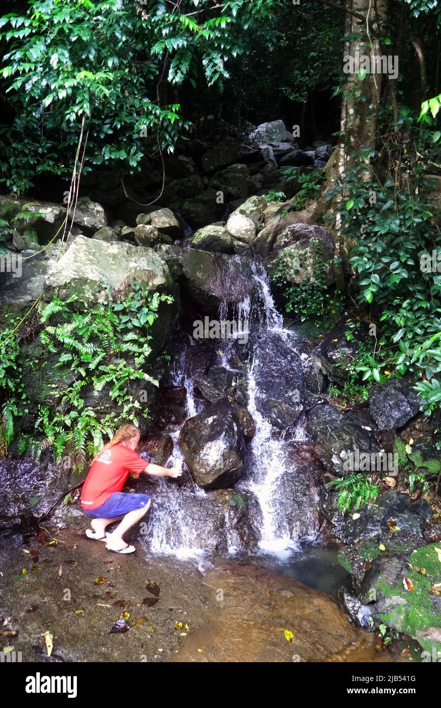 Filling up the water bottle from a rainforest waterfall, Barron Gorge National Park, Cairns, Queensland, Australia. No MR Stock Photo