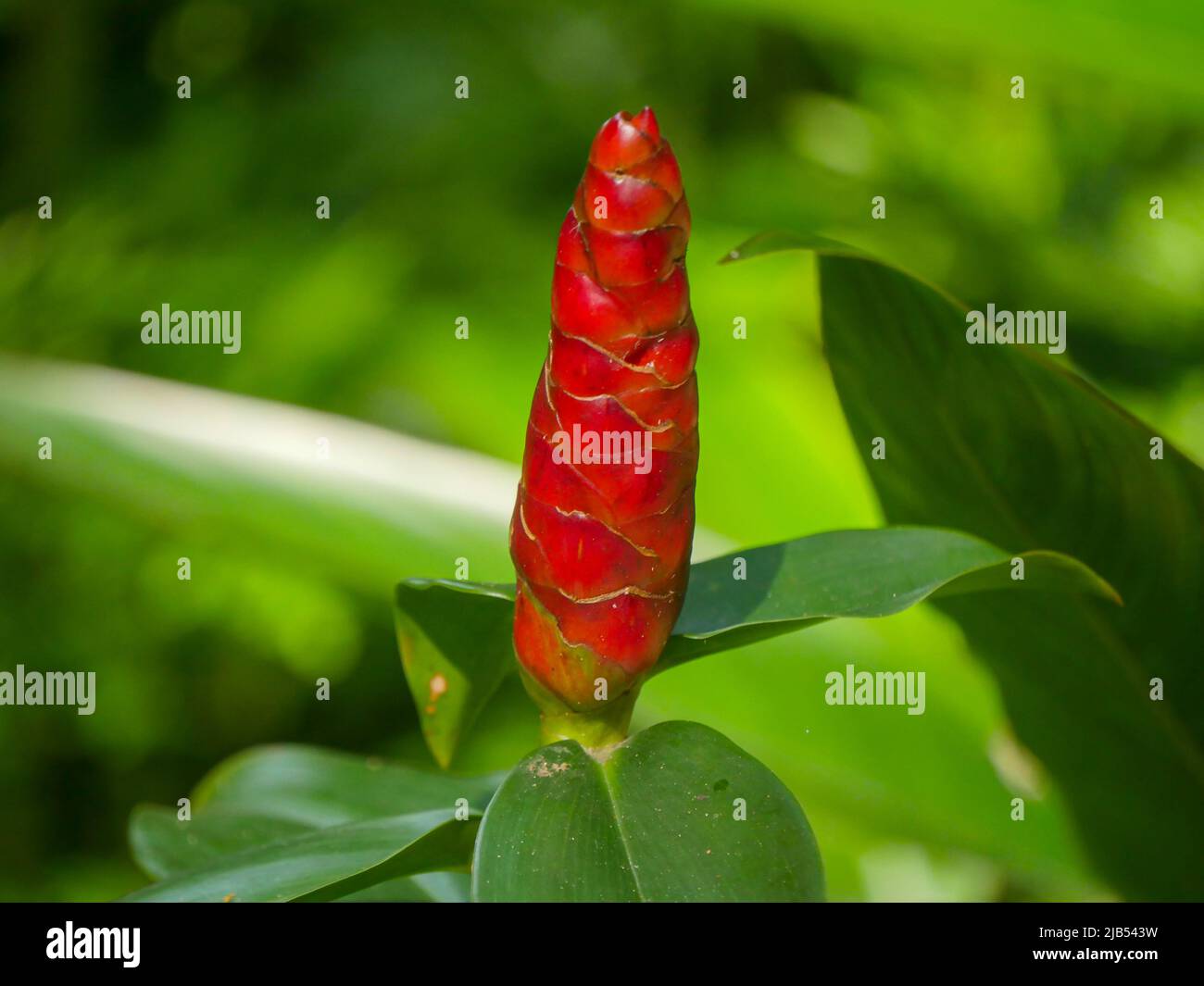 Costus woodsonii (Red Button Ginger) with exotic torpedo-shaped blooms Stock Photo