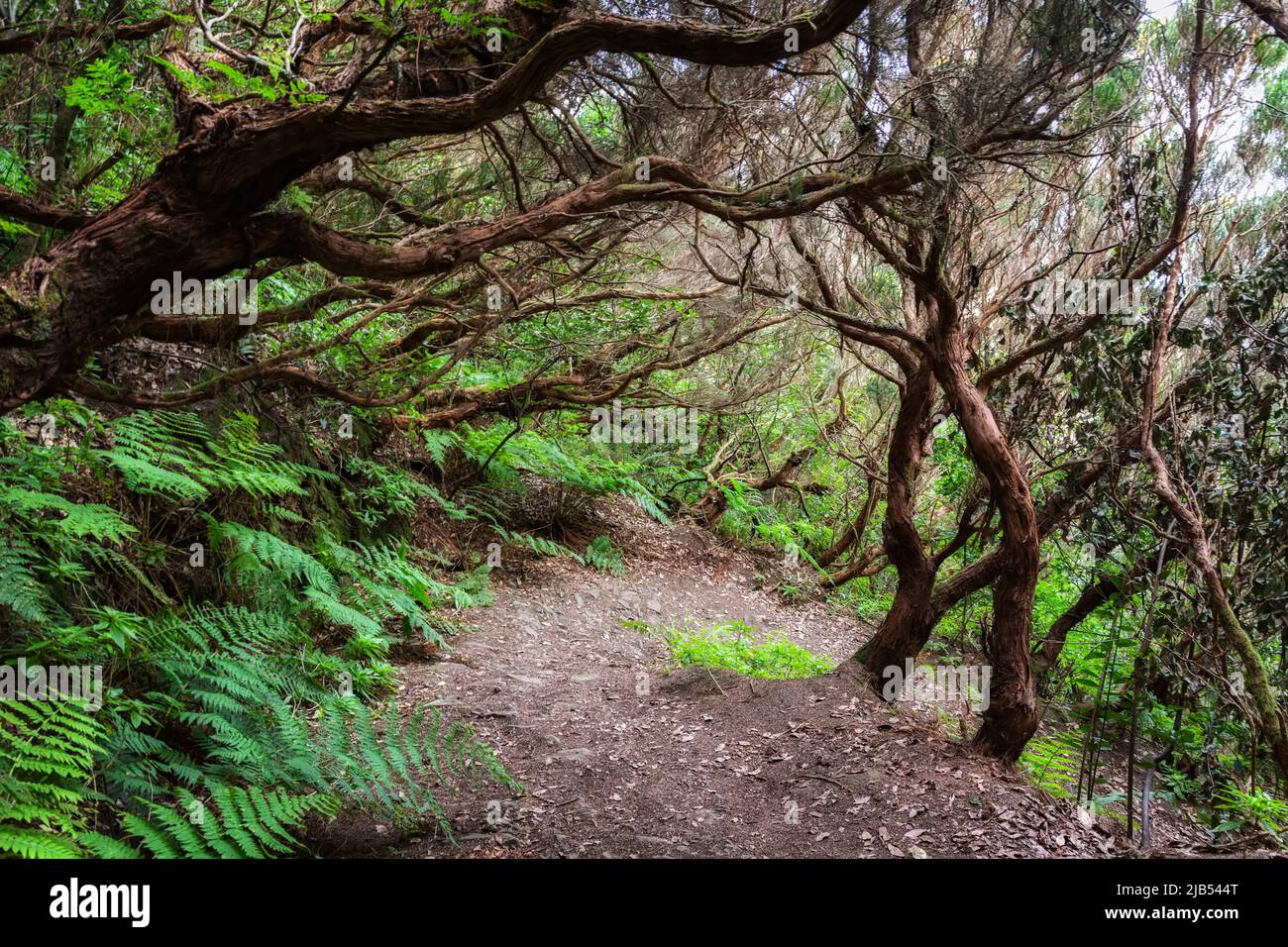 Trekking trail in the bay bald in the Anagi mountains in Tenerife, green vegetation in dense rainforest Stock Photo