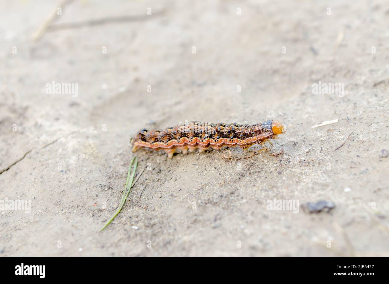 A caterpillar in a field in its natural environment. Stock Photo