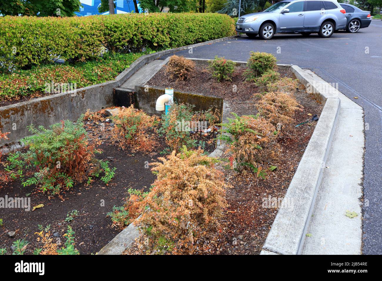 A stormwater retention basin at a supermarket parking lot at 3030 NE Weidler St, Portland, Oregon. The bioretention area is designed to interdict ... Stock Photo