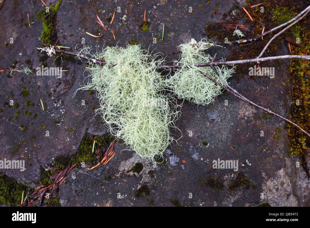 Two clumps of Witch's Hair lichen, Alectoria sarmentosa, fruticose lichen entwined around a branch that fell to the ground, Columbia River Gorge, OR Stock Photo