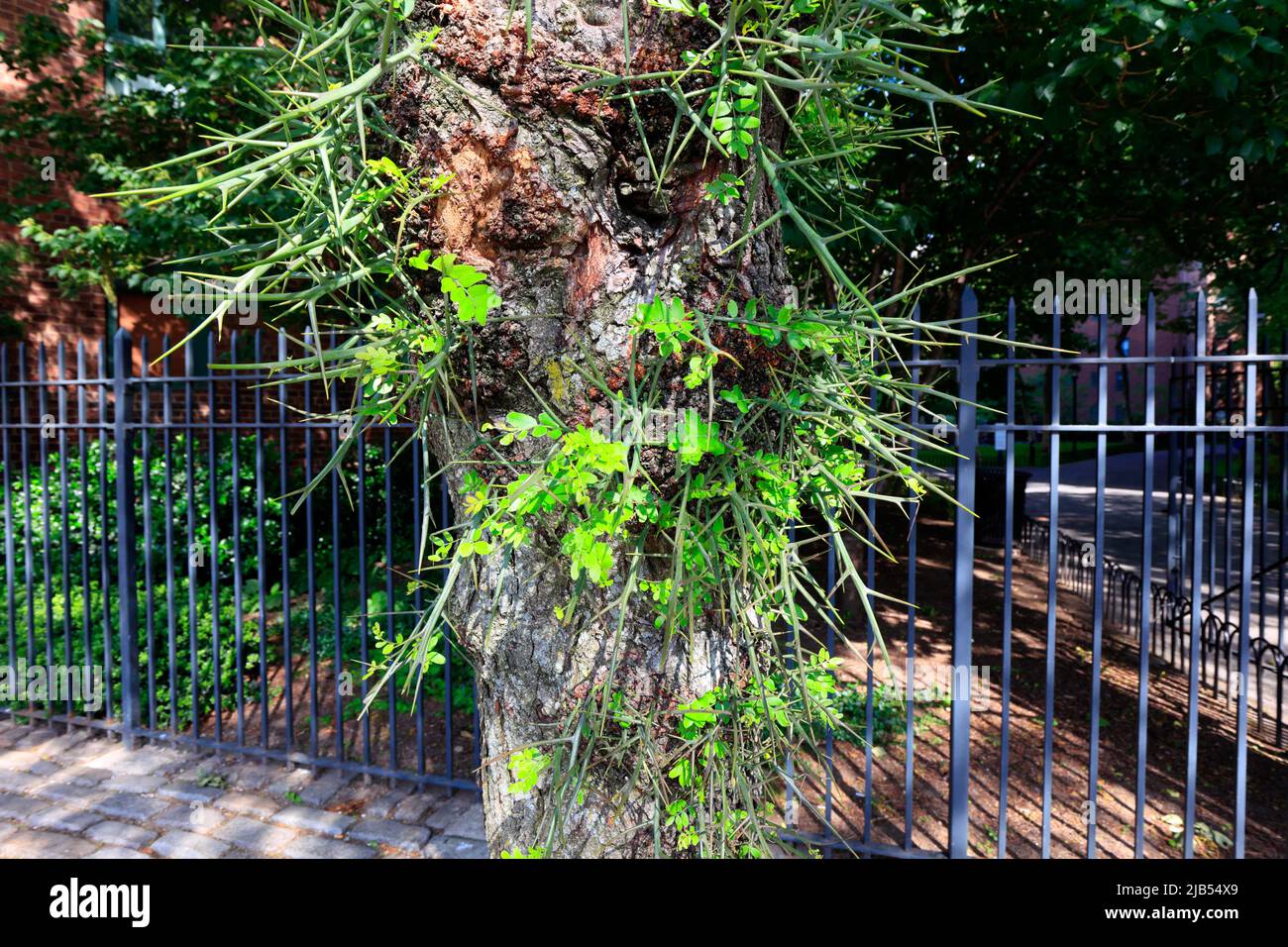 A thornless Honey Locust, Gleditsia triacanthos var. inermis, with thorns and tree burls on its trunk, Manhattan, New York. Stock Photo