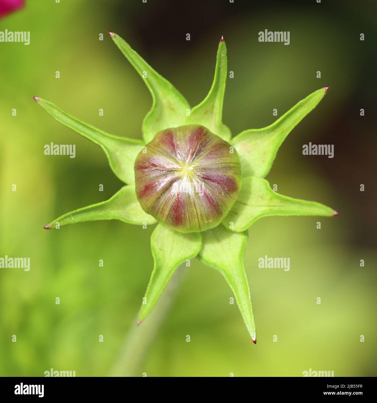 close-up of the beautiful star-shaped bud of a cosmos bipinnatus flower against a blurry green background Stock Photo