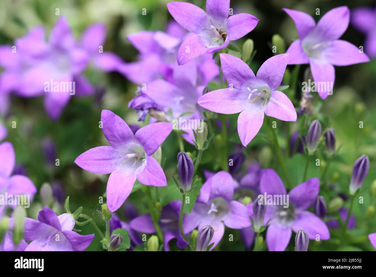 close-up of beautiful campanula portenschlagiana flowers in a flower bed, selective focus, blurred natural background Stock Photo