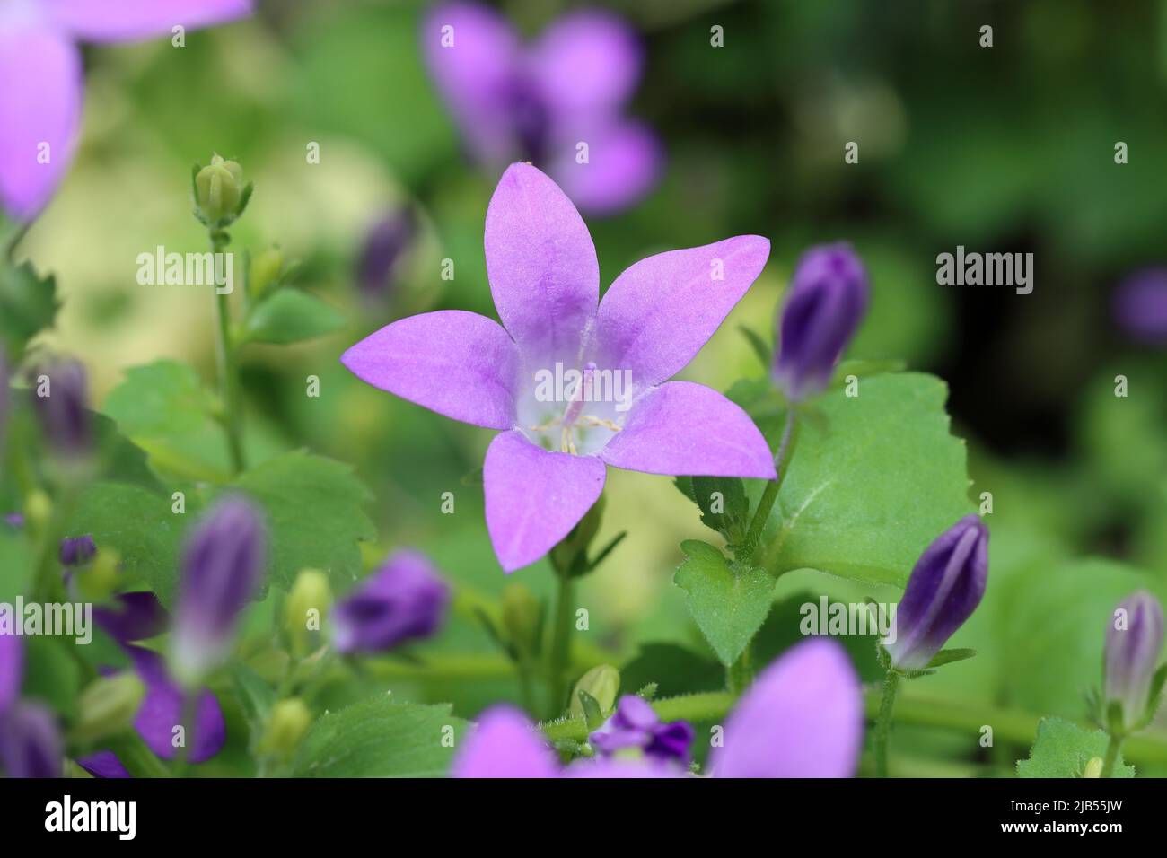 close-up of beautiful fully blooming violet-blue bellflower of the campanula portenschlagiana variety in a flower bed, selective focus, blurred natura Stock Photo