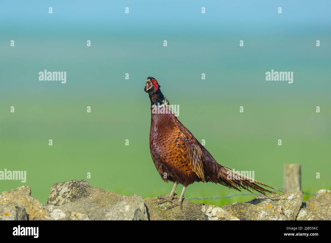 Close-up of a colourful male, ring-necked pheasant in Springtime.  Facing left on drystone walling and calling with his beak wide open. Clean backgrou Stock Photo